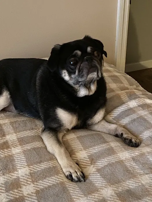 Banfield Pet Hospital Picture 7