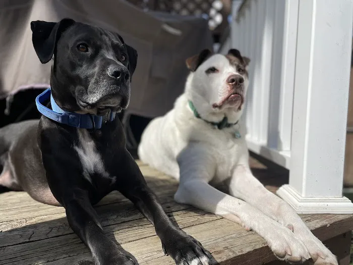 Banfield Pet Hospital Picture 5