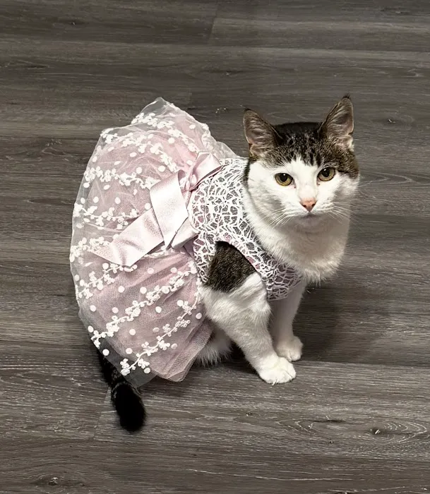 Chippewa Animal Hospital Picture 1