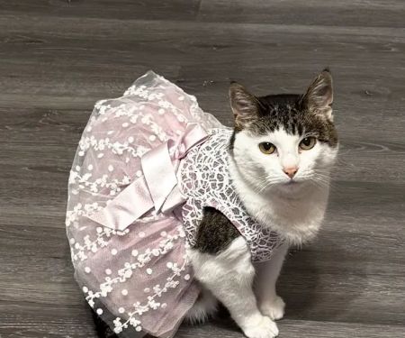 Chippewa Animal Hospital