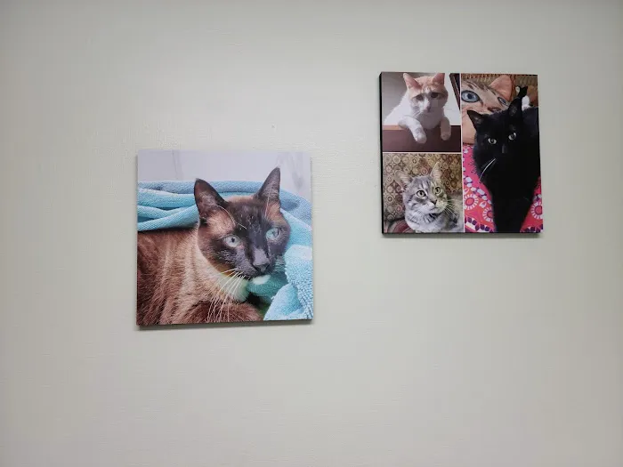 Chippewa Animal Hospital Picture 5