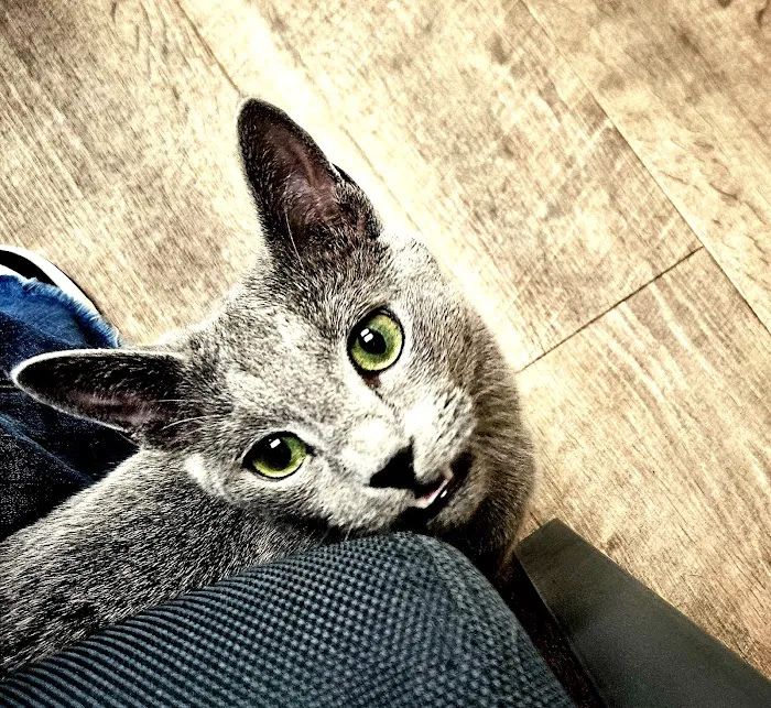 Chippewa Animal Hospital Picture 6