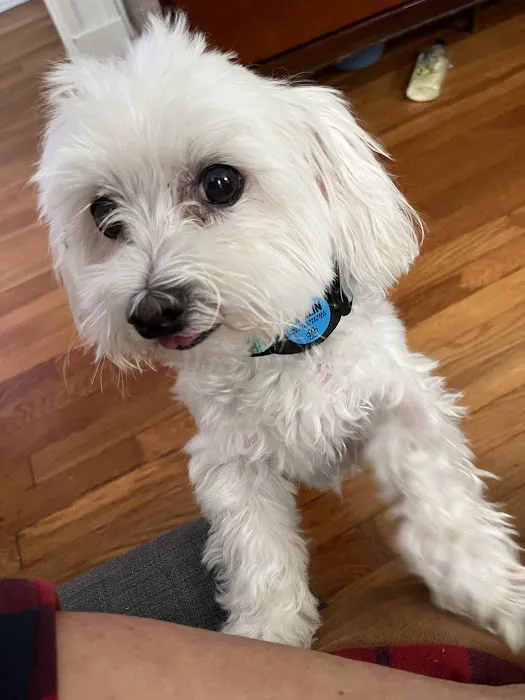 Chippewa Animal Hospital Picture 9