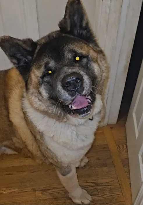 Chippewa Animal Hospital Picture 10