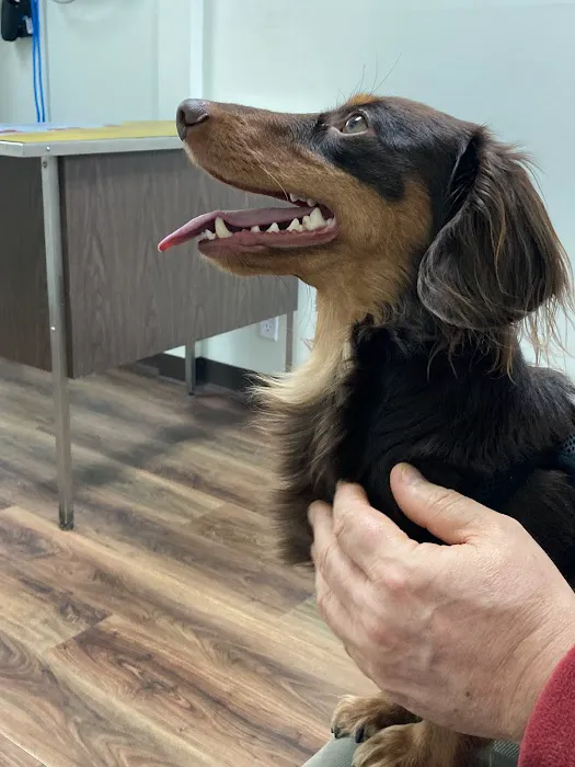 Chippewa Animal Hospital Picture 8