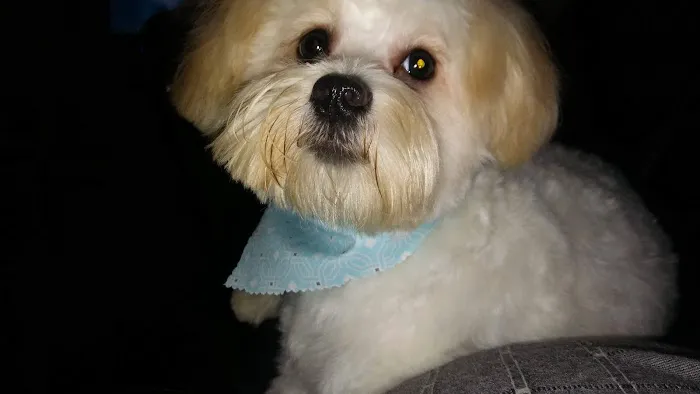 Banfield Pet Hospital Picture 1