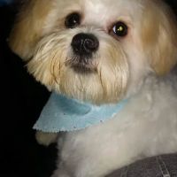 Banfield Pet Hospital ico