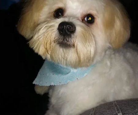 Banfield Pet Hospital