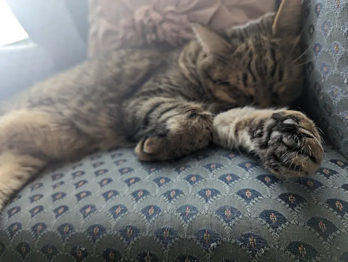 Millis Animal Hospital Picture 2