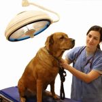 Millis Animal Hospital