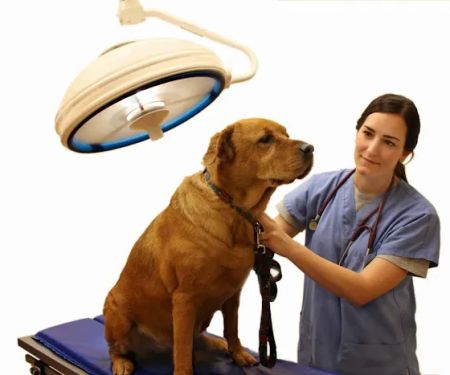 Millis Animal Hospital