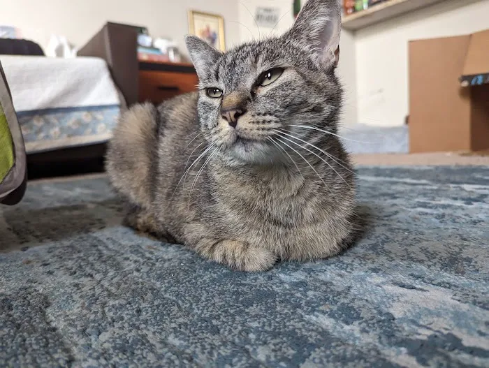 Millis Animal Hospital Picture 3