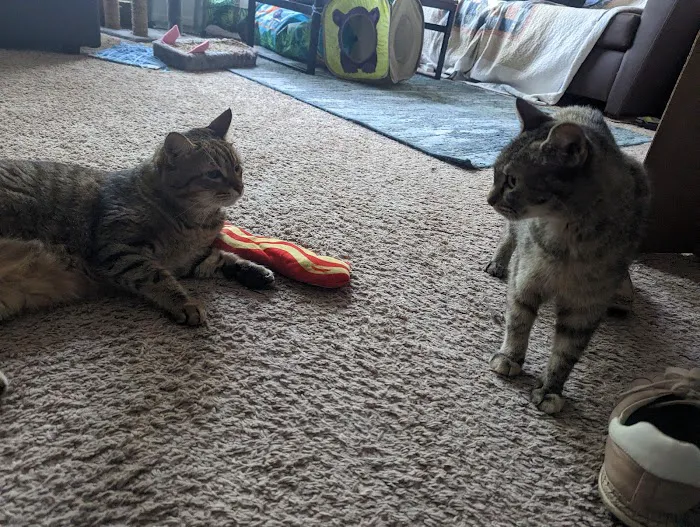 Millis Animal Hospital Picture 4