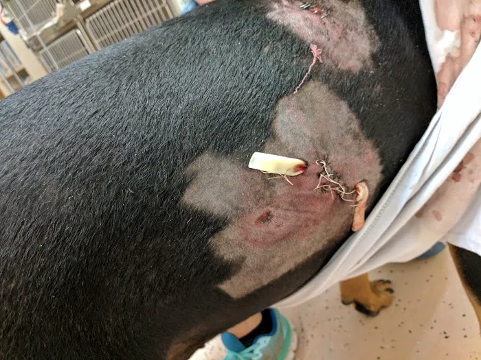 Millis Animal Hospital Picture 8