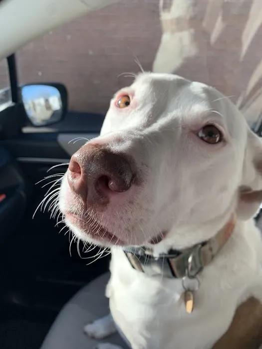 Millis Animal Hospital Picture 6