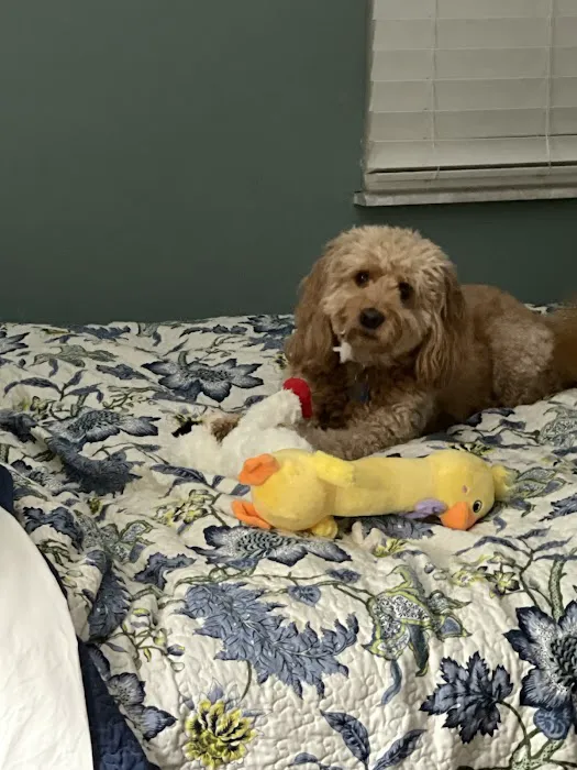 Millis Animal Hospital Picture 7