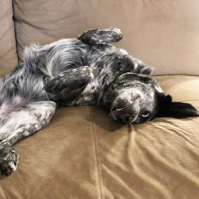 Millis Animal Hospital Picture 9