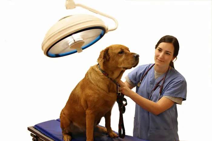 Millis Animal Hospital Picture 10