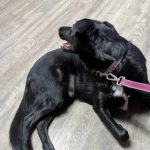 Big Bend Veterinary Clinic