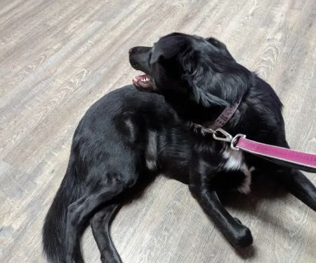 Big Bend Veterinary Clinic