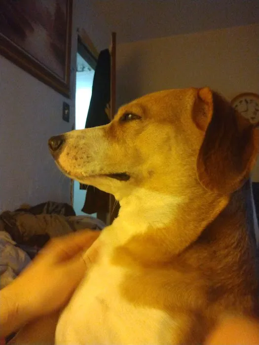 Big Bend Veterinary Clinic Picture 10