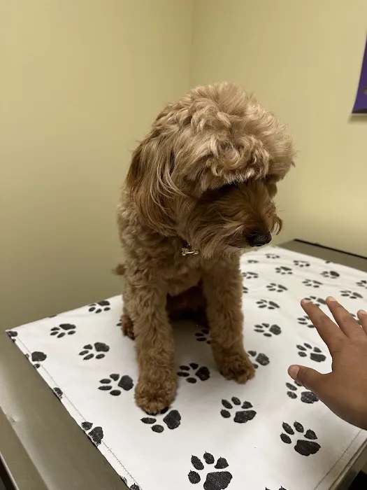 Vetco Total Care Animal Hospital Picture 1