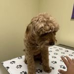 Vetco Total Care Animal Hospital