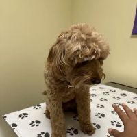 Vetco Total Care Animal Hospital ico