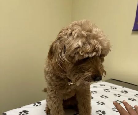 Vetco Total Care Animal Hospital