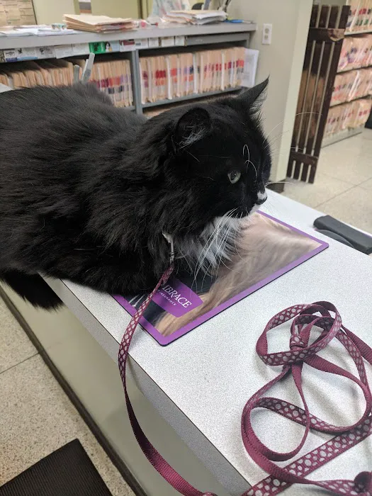 Animal Health & Healing Picture 2