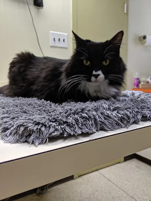 Animal Health & Healing Picture 1