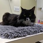 Animal Health & Healing