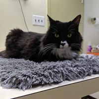 Animal Health & Healing ico