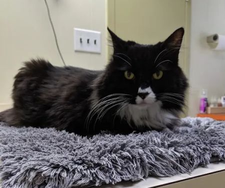 Animal Health & Healing