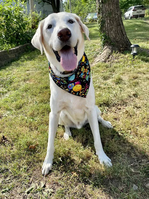 Animal Health & Healing Picture 4