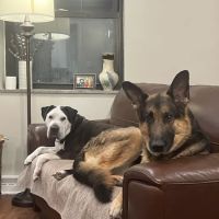 Banfield Pet Hospital ico