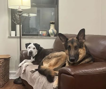 Banfield Pet Hospital