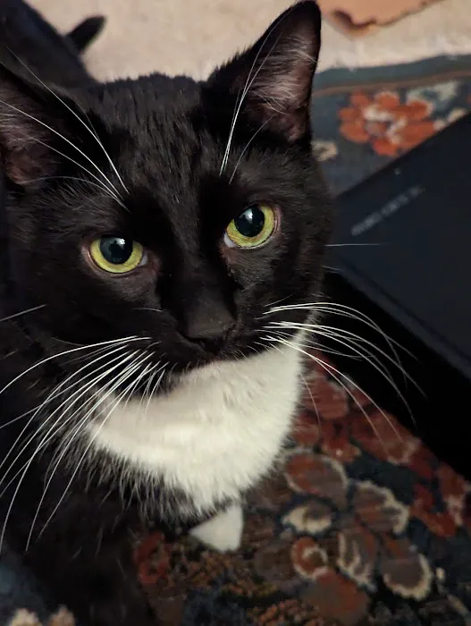 Banfield Pet Hospital Picture 9