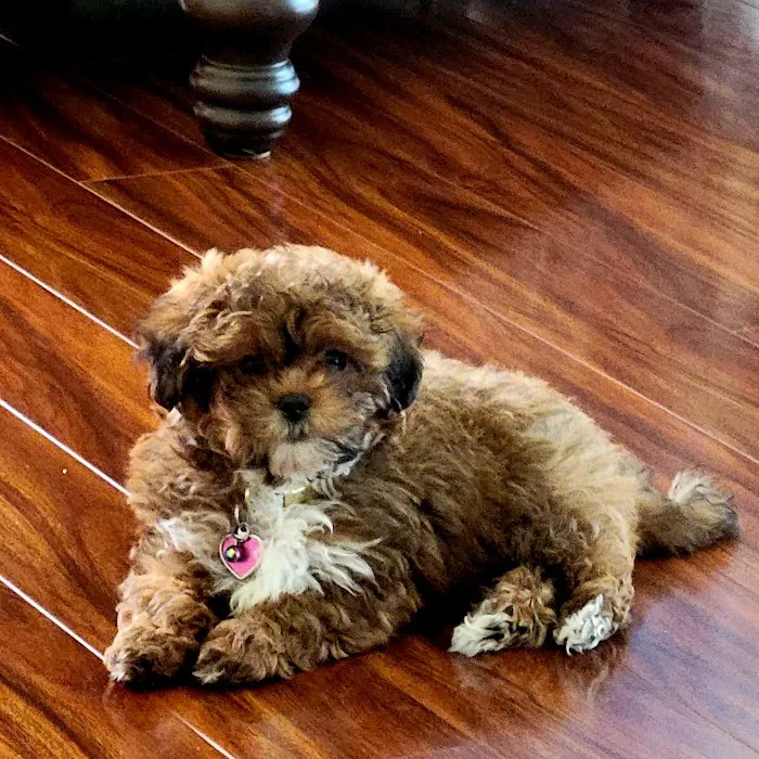 Banfield Pet Hospital Picture 8