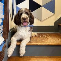 Hampton Animal Hospital ico