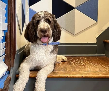 Hampton Animal Hospital