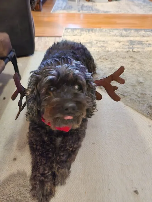 Hampton Animal Hospital Picture 3