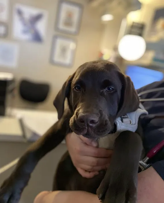 Hampton Animal Hospital Picture 5