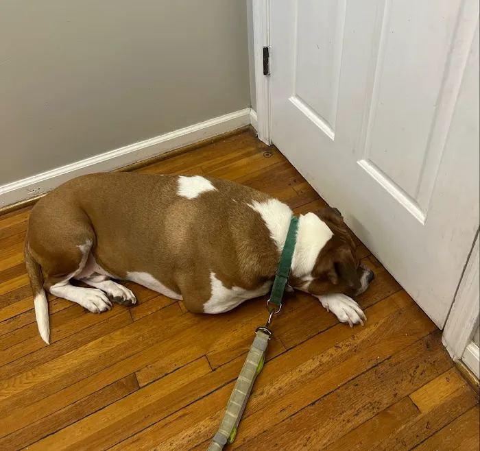 Hampton Animal Hospital Picture 7