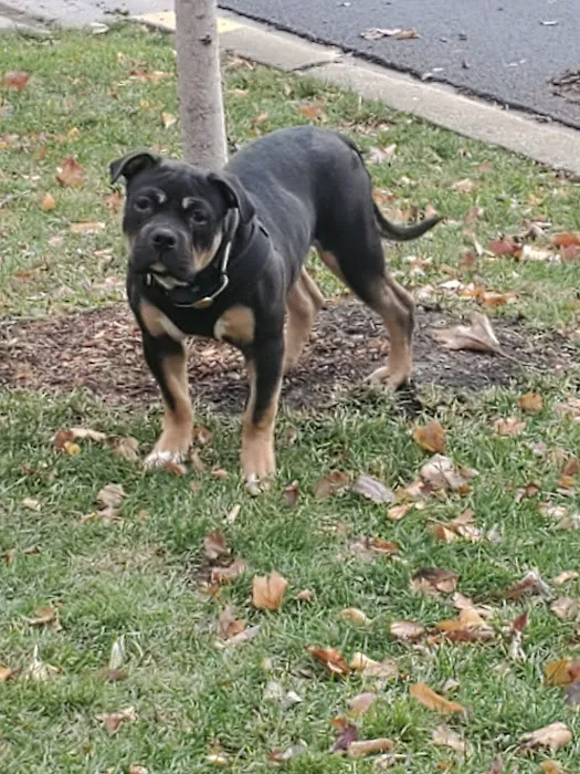 Hampton Animal Hospital Picture 10