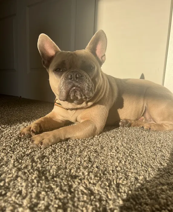 The Animal Neurology Center Picture 2