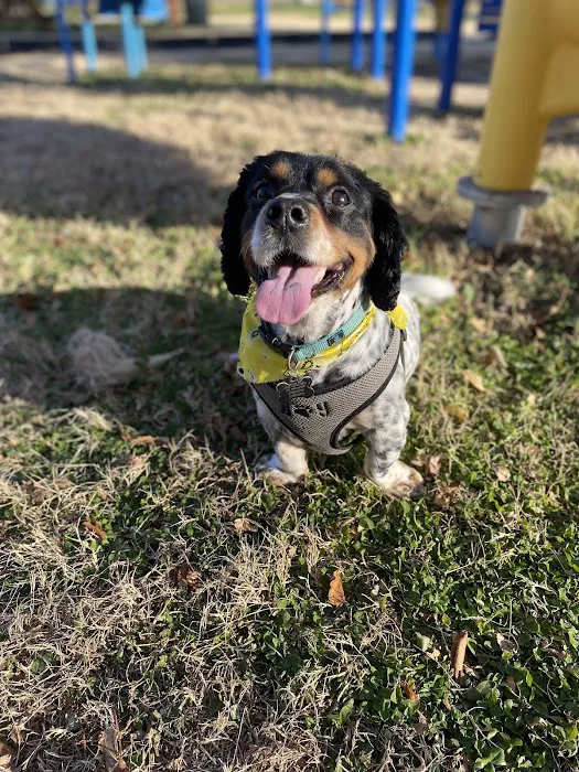 The Animal Neurology Center Picture 3