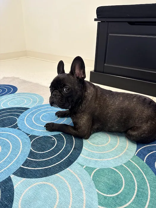 The Animal Neurology Center Picture 7