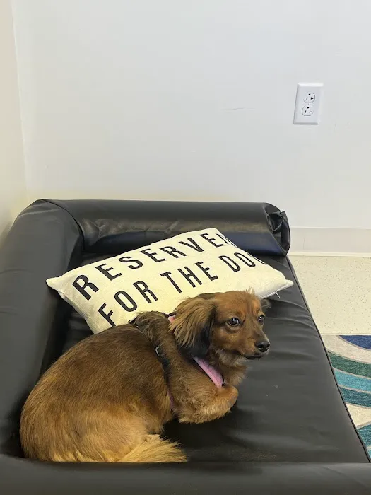 The Animal Neurology Center Picture 8