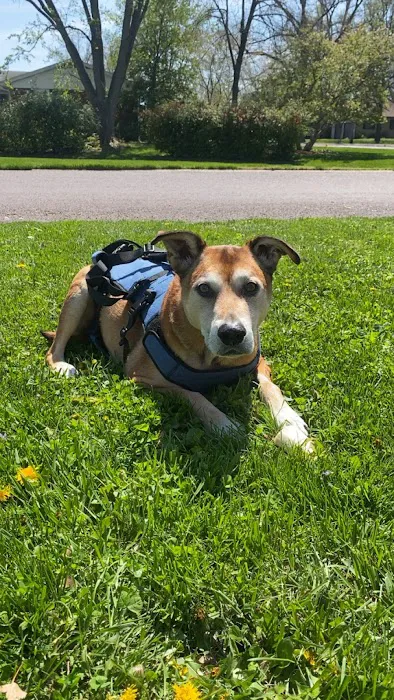 The Animal Neurology Center Picture 5